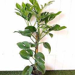 Monstera pinnatipartita Monstera pinnatipartita