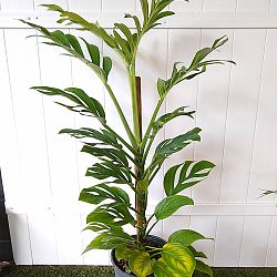 Monstera pinnatipartita Monstera pinnatipartita