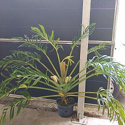 Monstera pinnatipartita Monstera pinnatipartita