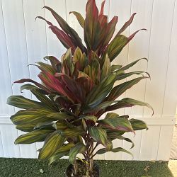 Cordyline fruticosa 'Harlequin' Cordyline fruticosa 'Harlequin'