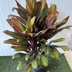 Cordyline fruticosa 'Harlequin' Cordyline fruticosa 'Harlequin'
