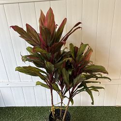 Cordyline fruticosa 'Harlequin' Cordyline fruticosa 'Harlequin'