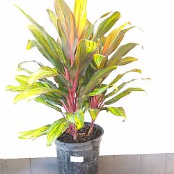 Cordyline fruticosa 'Harlequin' Cordyline fruticosa 'Harlequin'