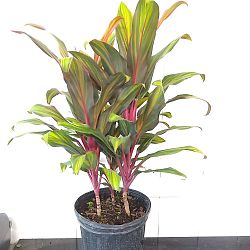 Cordyline fruticosa 'Harlequin' Cordyline fruticosa 'Harlequin'