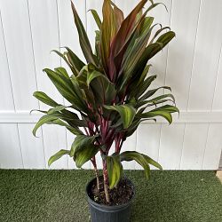 Cordyline fruticosa 'Harlequin' Cordyline fruticosa 'Harlequin'