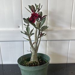 Desert Rose Desert Rose