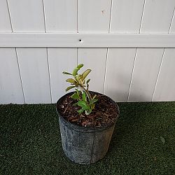 Desert Rose Desert Rose