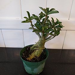 Desert Rose Desert Rose