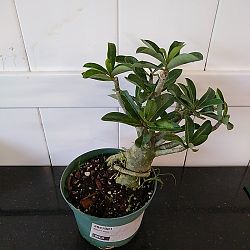 Desert Rose Desert Rose