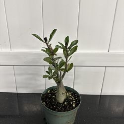 Desert Rose Desert Rose