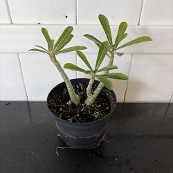Desert Rose Desert Rose