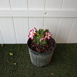 Desert Rose Desert Rose