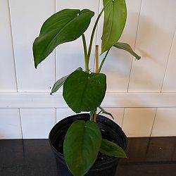 Syngonium chiapense Syngonium chiapense