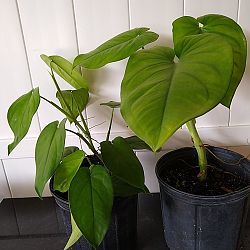 Syngonium chiapense Syngonium chiapense