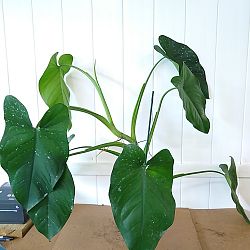 Syngonium chiapense Syngonium chiapense