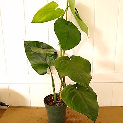 Syngonium chiapense Syngonium chiapense