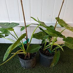 Philodendron 'Jose Buono' Philodendron 'Jose Buono'