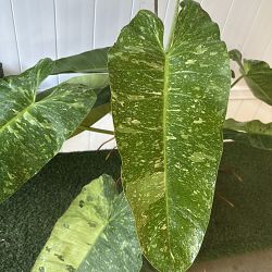 Philodendron 'Jose Buono' Philodendron 'Jose Buono'