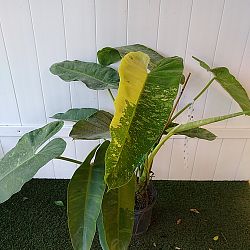 Philodendron 'Jose Buono' Philodendron 'Jose Buono'