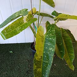 Philodendron 'Jose Buono' Philodendron 'Jose Buono'