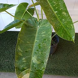 Philodendron 'Jose Buono' Philodendron 'Jose Buono'