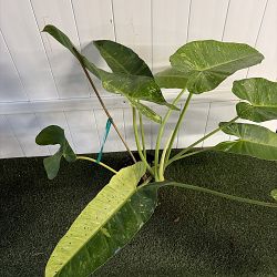 Philodendron 'Jose Buono' Philodendron 'Jose Buono'