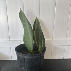 Variegated Whale Fin Variegated Whale Fin