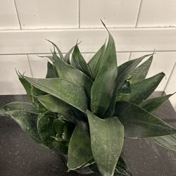 Sansevieria trifasciata 'Hahnii Jade' Sansevieria trifasciata 'Hahnii Jade'