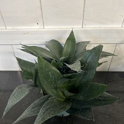 Sansevieria trifasciata 'Hahnii Jade' Sansevieria trifasciata 'Hahnii Jade'