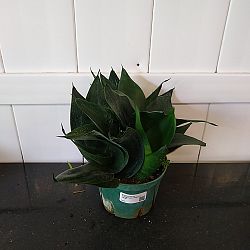 Sansevieria trifasciata 'Hahnii Jade' Sansevieria trifasciata 'Hahnii Jade'