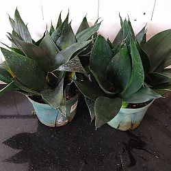 Sansevieria trifasciata 'Hahnii Jade' Sansevieria trifasciata 'Hahnii Jade'