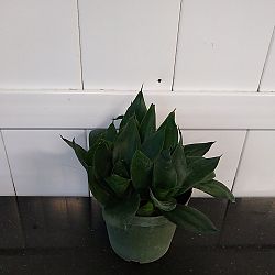 Sansevieria trifasciata 'Hahnii Jade' Sansevieria trifasciata 'Hahnii Jade'