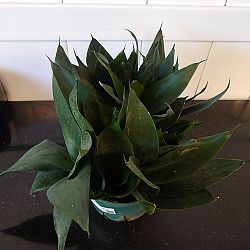 Sansevieria trifasciata 'Hahnii Jade' Sansevieria trifasciata 'Hahnii Jade'