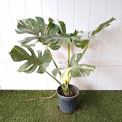 Monstera deliciosa 'Thai Constellation' Monstera deliciosa 'Thai Constellation'