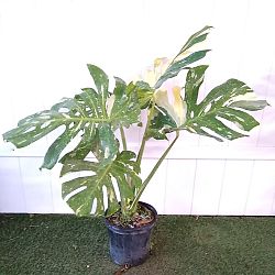 Monstera deliciosa 'Thai Constellation' Monstera deliciosa 'Thai Constellation'