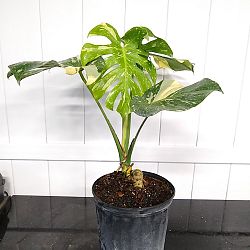 Monstera deliciosa 'Thai Constellation' Monstera deliciosa 'Thai Constellation'