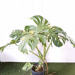Monstera deliciosa 'Thai Constellation' Monstera deliciosa 'Thai Constellation'