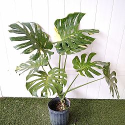 Monstera deliciosa 'Thai Constellation' Monstera deliciosa 'Thai Constellation'