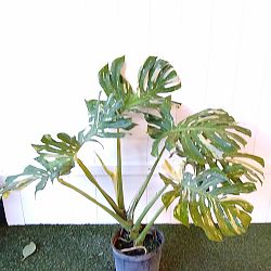 Monstera deliciosa 'Thai Constellation' Monstera deliciosa 'Thai Constellation'