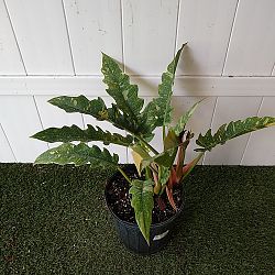 Philodendron 'Ring of Fire' Philodendron 'Ring of Fire'