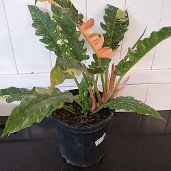 Philodendron 'Ring of Fire' Philodendron 'Ring of Fire'