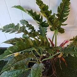 Philodendron 'Ring of Fire' Philodendron 'Ring of Fire'