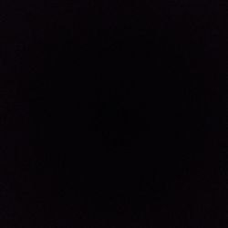 Philodendron 'Ring of Fire' Philodendron 'Ring of Fire'