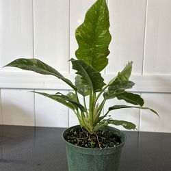 Philodendron 'Ring of Fire' Philodendron 'Ring of Fire'