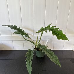 Philodendron 'Ring of Fire' Philodendron 'Ring of Fire'