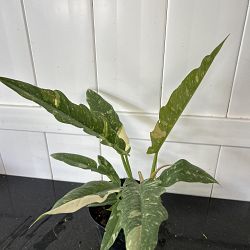 Philodendron 'Ring of Fire' Philodendron 'Ring of Fire'