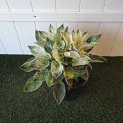 Philodendron 'Birkin' Philodendron 'Birkin'