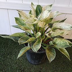 Philodendron 'Birkin' Philodendron 'Birkin'