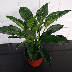 Philodendron 'Birkin' Philodendron 'Birkin'