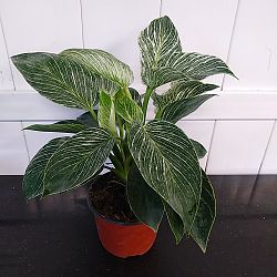Philodendron 'Birkin' Philodendron 'Birkin'